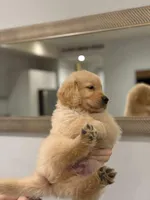 Male #2, a male Golden Retriever for sale in Phoenix, AZ – Photo 2 of 4