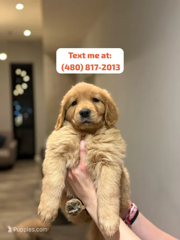 Golden Male #2 – Golden Retriever puppy for sale in Phoenix, AZ