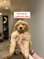 Golden Male #2, a male Golden Retriever for sale in Phoenix, AZ – Photo 1 of 3