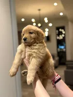 Golden Male #2, a male Golden Retriever for sale in Phoenix, AZ – Photo 3 of 3