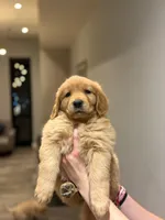 Golden Male #2, a male Golden Retriever for sale in Phoenix, AZ – Photo 2 of 3