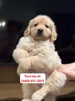Male #3, a male Golden Retriever for sale in Phoenix, AZ – Photo 1 of 3