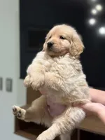Male #3, a male Golden Retriever for sale in Phoenix, AZ – Photo 3 of 3
