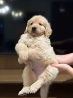 Male #3, a male Golden Retriever for sale in Phoenix, AZ – Photo 2 of 3