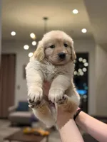 Female #2 , a female Golden Retriever for sale in Phoenix, AZ – Photo 3 of 3