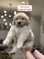 Female #2 , a female Golden Retriever for sale in Phoenix, AZ – Photo 1 of 3