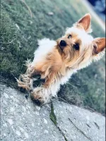 Shebra , a female Yorkshire Terrier for sale in Wallace, NC – 2 of 5