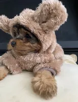 Shebra , a female Yorkshire Terrier for sale in Wallace, NC – 5 of 5