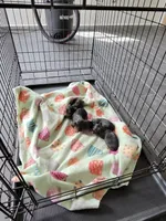 Shebra , a female Yorkshire Terrier for sale in Wallace, NC – 3 of 5