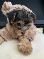 Shebra , a female Yorkshire Terrier for sale in Wallace, NC – 4 of 5