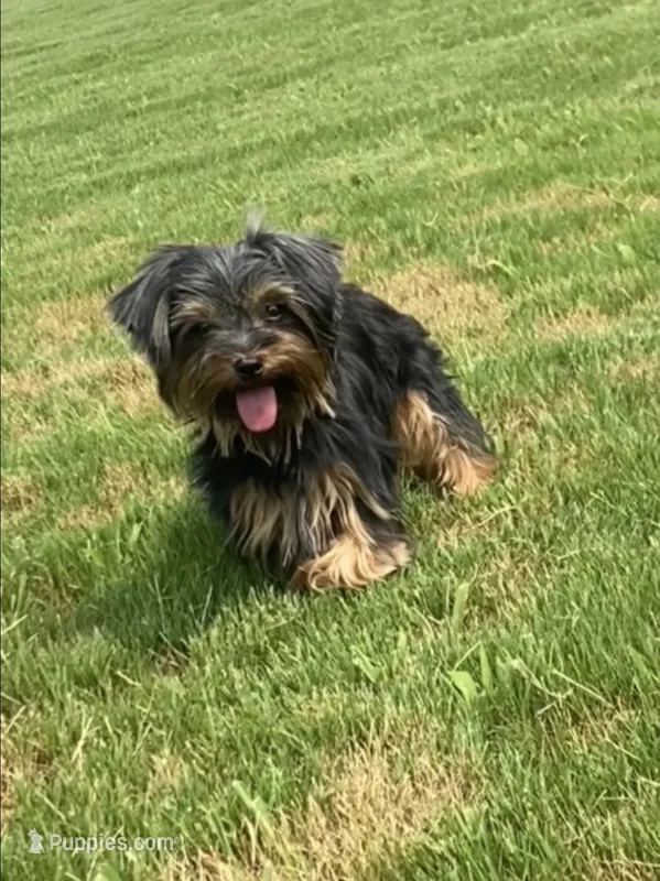 Shebra  – Yorkshire Terrier puppy for sale in Wallace, NC