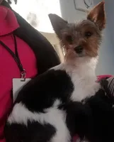 Chase, a male Yorkshire Terrier for sale in Suffolk, VA – Photo 1 of 3