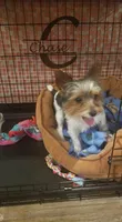 Chase, a male Yorkshire Terrier for sale in Suffolk, VA – Photo 2 of 3