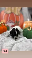 blue, a female German Shorthaired Pointer for sale in Clinton, NC – 1 of 1