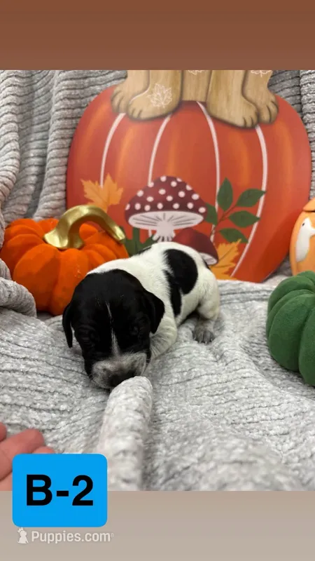 red – German Shorthaired Pointer puppy for sale in Clinton, NC