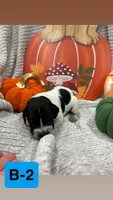 red, a male German Shorthaired Pointer for sale in Clinton, NC – 1 of 1