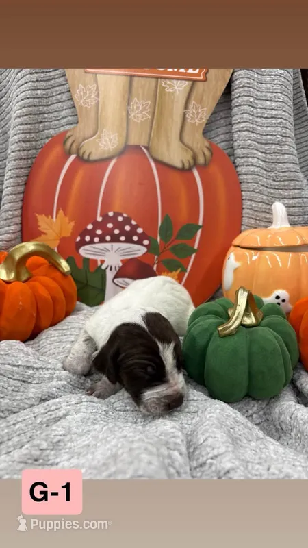 pink – German Shorthaired Pointer puppy for sale in Clinton, NC