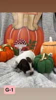 pink, a female German Shorthaired Pointer for sale in Clinton, NC – 1 of 1