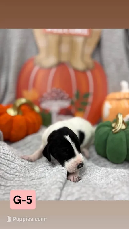 purple – German Shorthaired Pointer puppy for sale in Clinton, NC