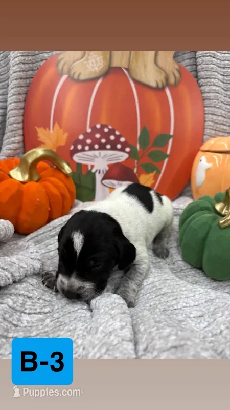 brown – German Shorthaired Pointer puppy for sale in Clinton, NC