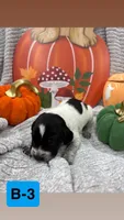 brown, a male German Shorthaired Pointer for sale in Clinton, NC – 1 of 1