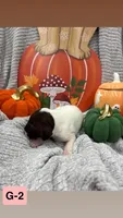 green, a female German Shorthaired Pointer for sale in Clinton, NC – 1 of 1