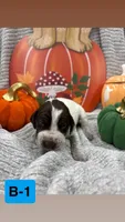 grey, a male German Shorthaired Pointer for sale in Clinton, NC – 1 of 1