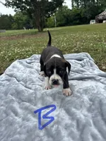 Nash, a male Boston Terrier and Beagle for sale in King George, VA – 1 of 3