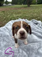 Charlie, a female Boston Terrier and Beagle for sale in King George, VA – 1 of 1