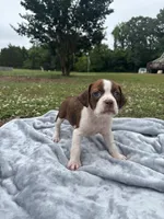 Pearl, a female Boston Terrier and Beagle for sale in King George, VA – 2 of 3