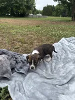 Boone, a male Boston Terrier and Beagle for sale in King George, VA – 3 of 3