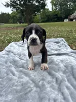 Nash, a male Boston Terrier and Beagle for sale in King George, VA – 2 of 3