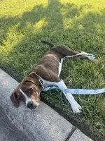 Tucker, a male Boston Terrier and Beagle for sale in King George, VA – 6 of 7