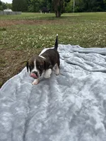 Boone, a male Boston Terrier and Beagle for sale in King George, VA – 2 of 3