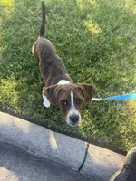 Tucker, a male Boston Terrier and Beagle for sale in King George, VA – 5 of 7