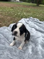 Emmylou, a female Boston Terrier and Beagle for sale in King George, VA – 3 of 3