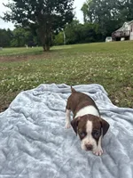 Pearl, a female Boston Terrier and Beagle for sale in King George, VA – 3 of 3