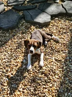 Tucker, a male Boston Terrier and Beagle for sale in King George, VA – 2 of 7