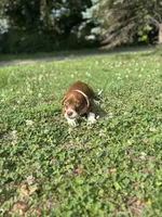 June, a female Boston Terrier and Beagle for sale in King George, VA – 2 of 6