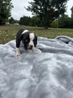 Emmylou, a female Boston Terrier and Beagle for sale in King George, VA – 2 of 3