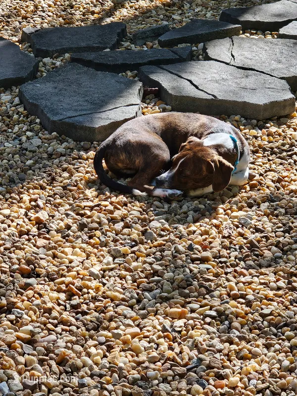 Tucker – Boston Terrier, Beagle puppy for sale in King George, VA