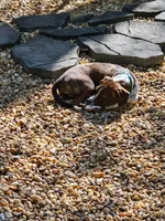 Tucker, a male Boston Terrier and Beagle for sale in King George, VA – 1 of 7