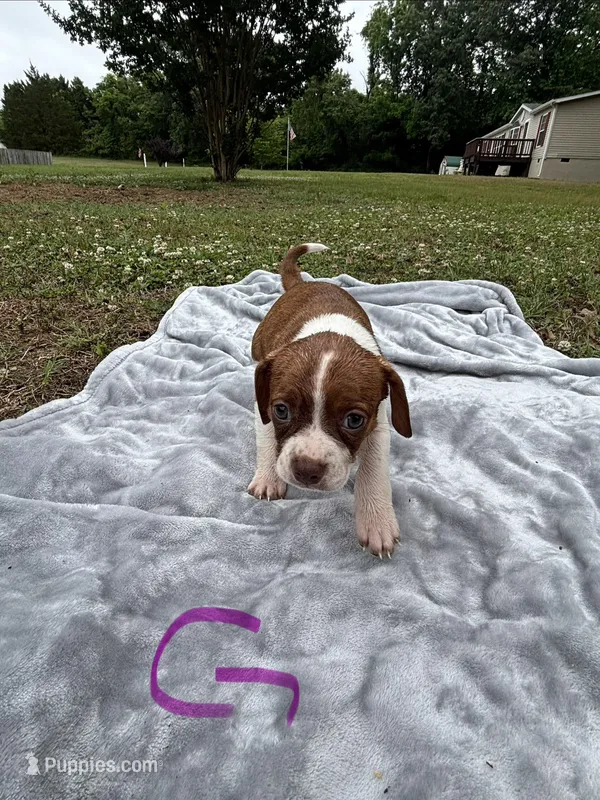 Delta – Boston Terrier, Beagle puppy for sale in King George, VA