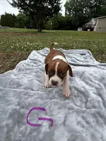 Delta, a female Boston Terrier and Beagle for sale in King George, VA – 1 of 4
