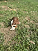 June, a female Boston Terrier and Beagle for sale in King George, VA – 6 of 6