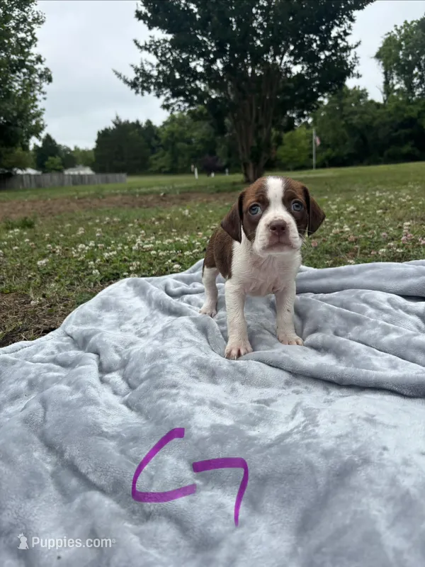 Pearl – Boston Terrier, Beagle puppy for sale in King George, VA