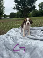 Pearl, a female Boston Terrier and Beagle for sale in King George, VA – 1 of 3
