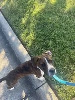 Tucker, a male Boston Terrier and Beagle for sale in King George, VA – 3 of 7