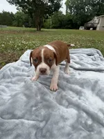 Delta, a female Boston Terrier and Beagle for sale in King George, VA – 2 of 4