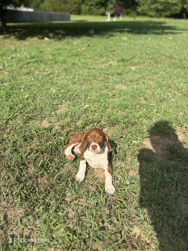 June – Boston Terrier, Beagle puppy for sale in King George, VA